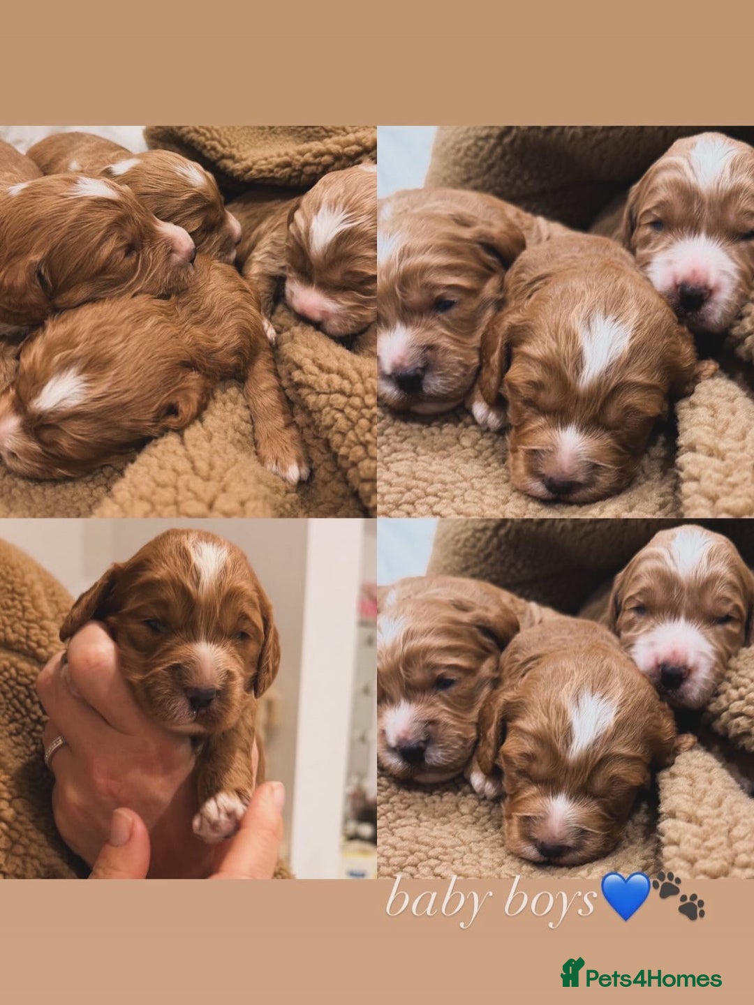 Cockapoo dogs for sale: Fox red F1 cockapoos  - Advert 2