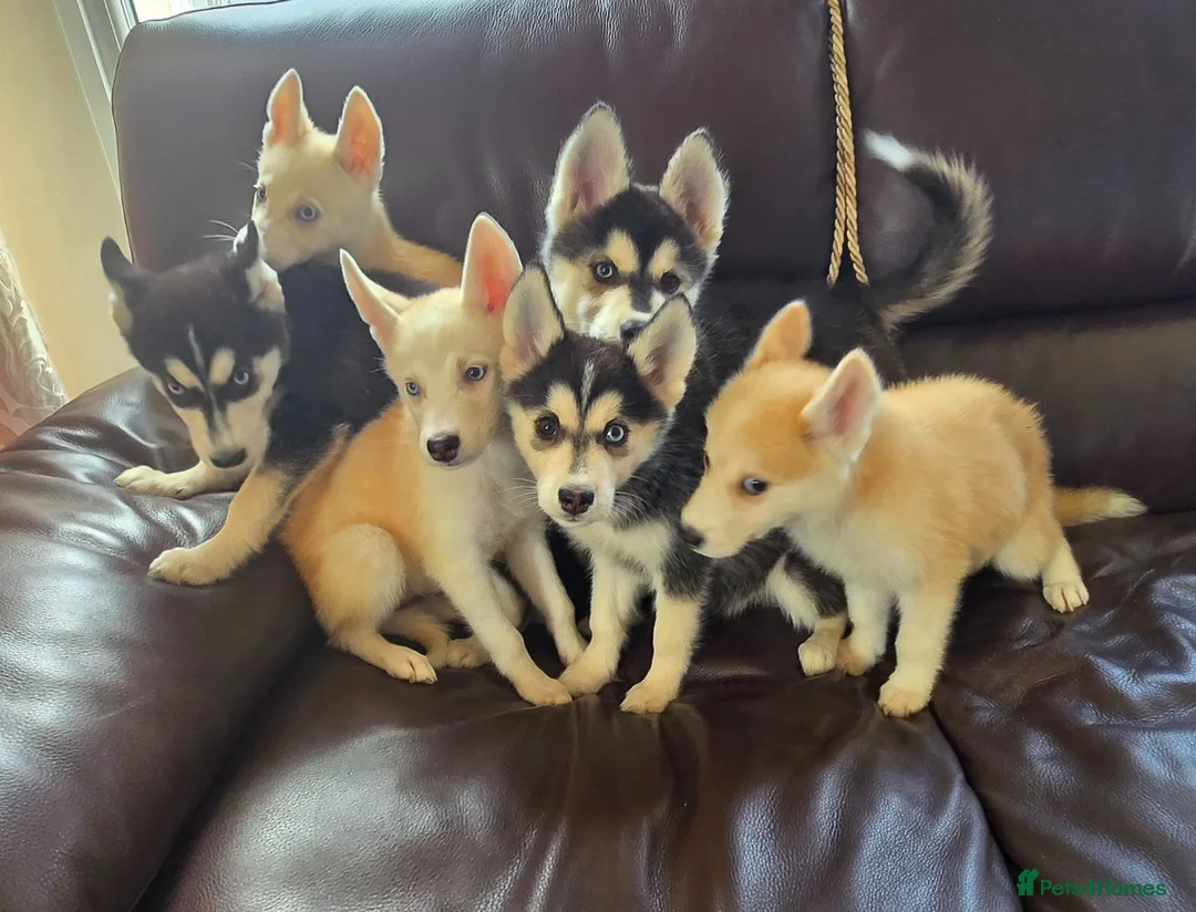 Siberian Husky dogs for sale: BEAUTIFUL SIBERIAN HUSKY PUPPIES  - Advert 1
