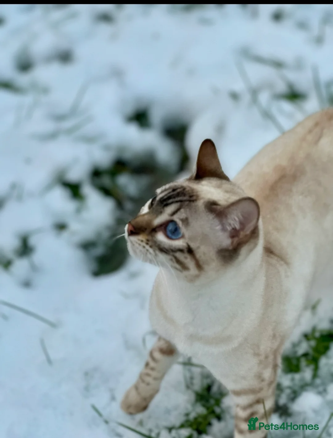 Bengal cats for sale: Beautiful Snow lynx 3yrs old - Advert 2