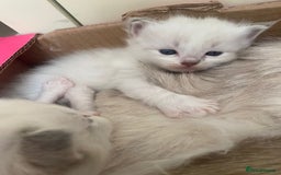 Ragdoll cats for sale: 5 beautiful GCCF Ragdoll kittens - Image 10