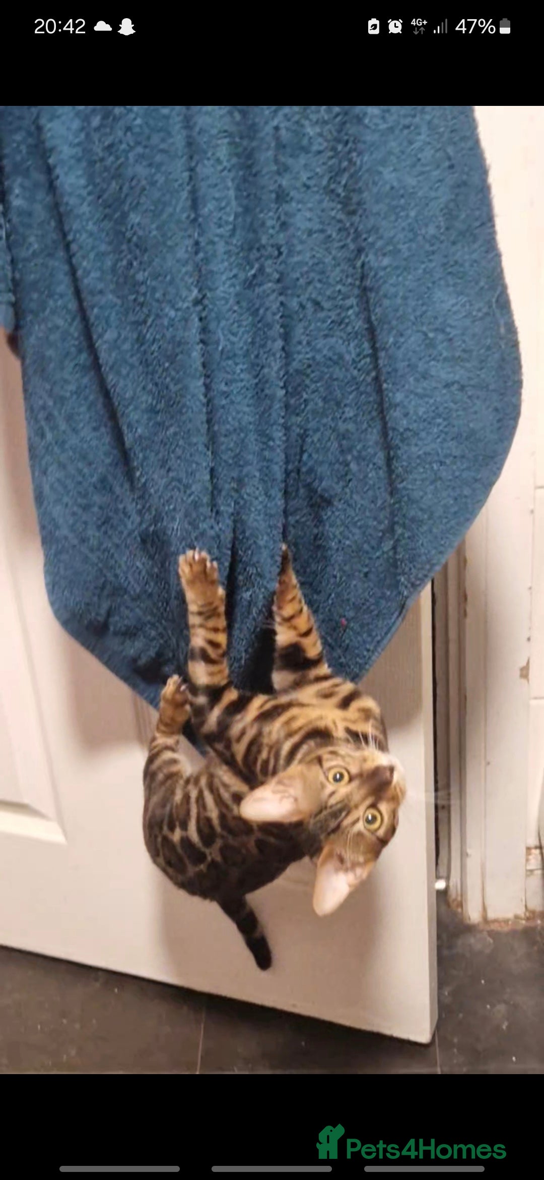 Bengal cats for sale: TICA active female bengal  - Image 4