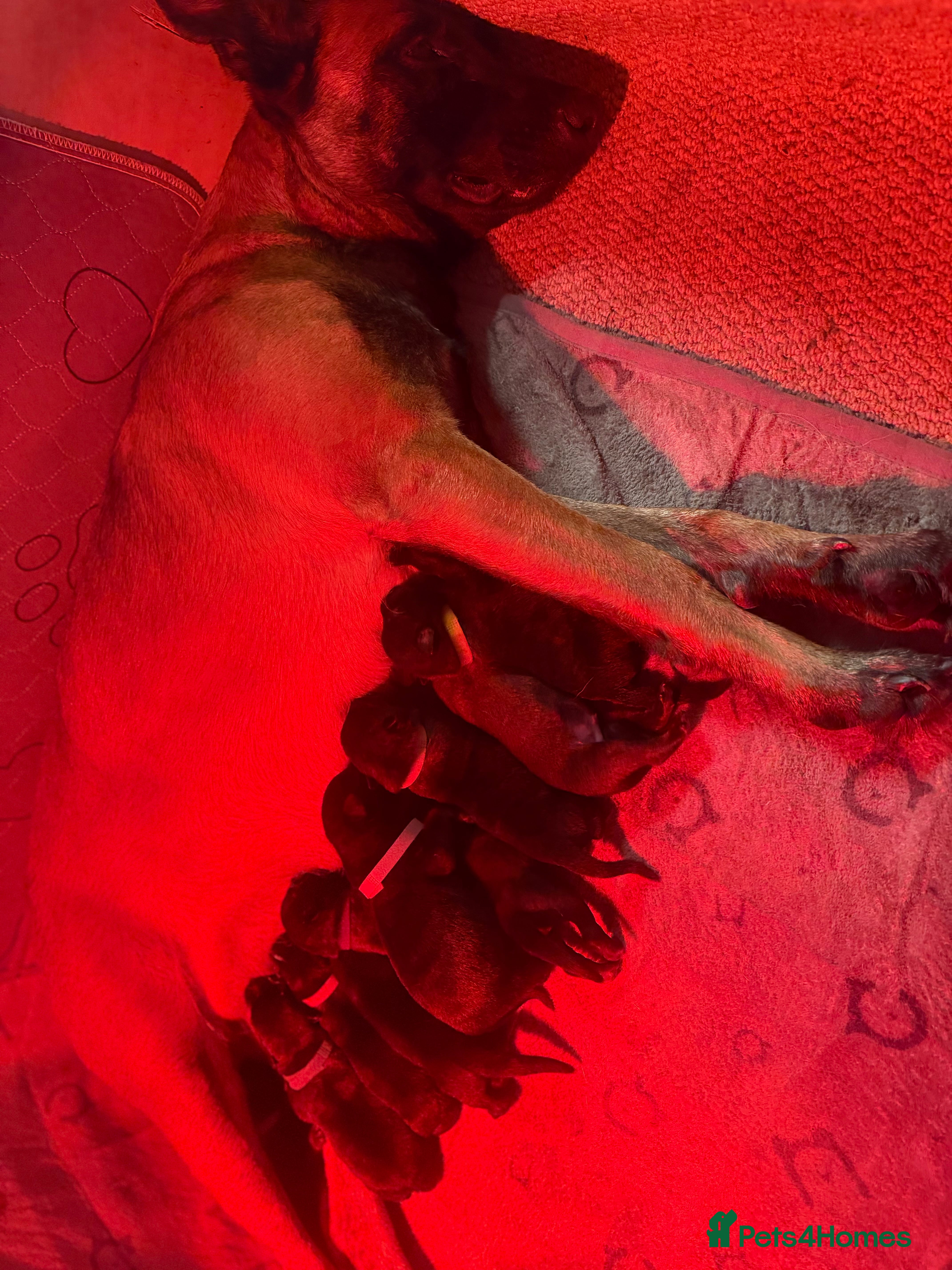 Belgian Shepherd Dog dogs Champion lines Dutch herder / Malinois puppies  - Advert 2