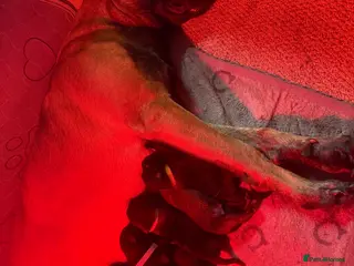 Belgian Shepherd Dog dogs Champion lines Dutch herder / Malinois puppies - Advert 2