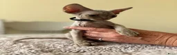 Devon Rex cats for sale: Price Reduced!TICARegisteredDevonRex lilac kittens - Advert 31
