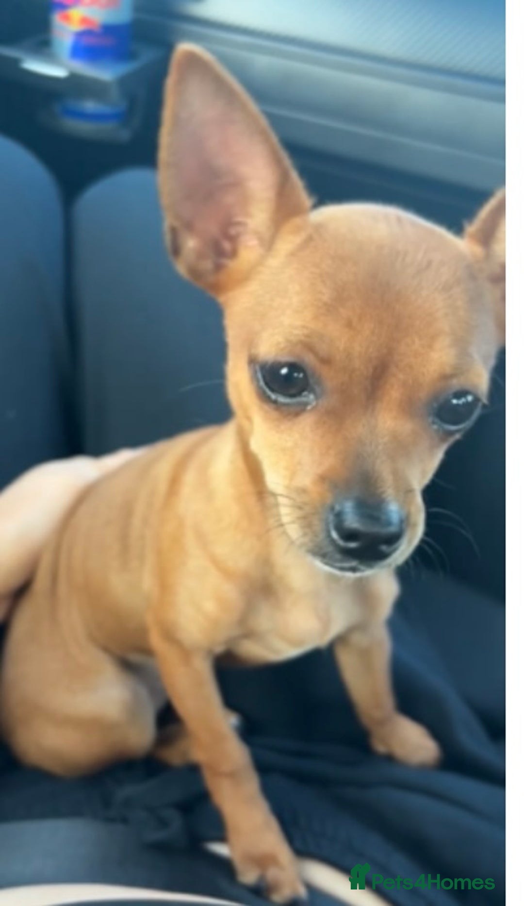 Chihuahua dogs for sale: ** chihuahua  - Image 2