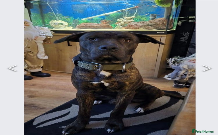 Mixed Breed dogs Male 2yr old cane corso  ** tiff  - Advert 1