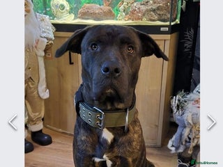 Mixed Breed dogs Male 2yr old cane corso ** tiff - Advert 17