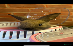 Mixed Breed rabbits for sale: Mini Lop Babies available now & 2 week old babies - Image 4