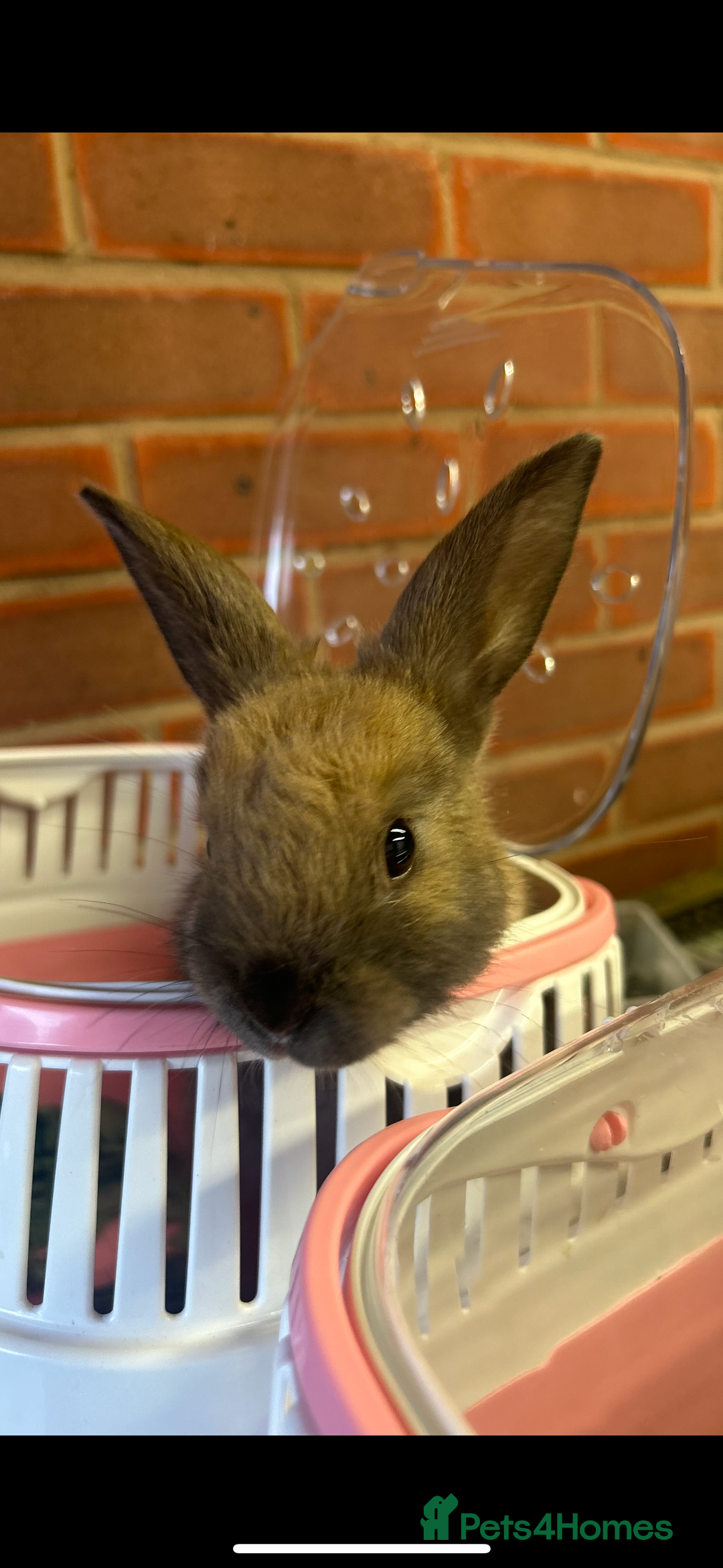 Mixed Breed rabbits for sale: Mini Lop Babies available now & 2 week old babies - Image 4