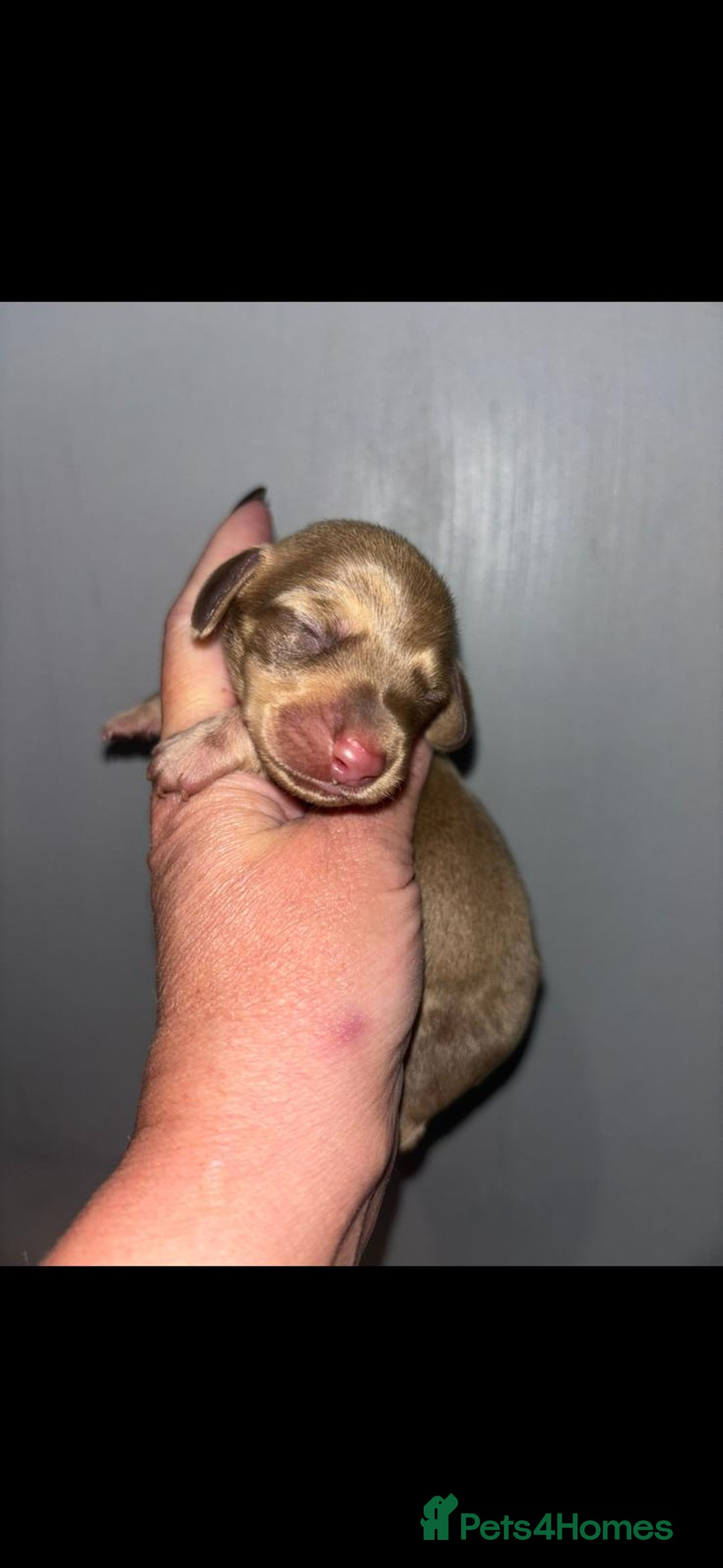 Dachshund dogs for sale: Miniature dashboard babies  - Advert 5