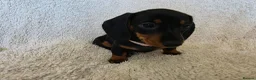 Dachshund dogs for sale: Six beautiful miniature smooth haired dachshunds - Advert 9