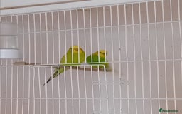 Budgerigars birds for sale: Budgies  - Advert 7