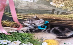 British Shorthair cats for sale: British Shorthair Tabby  - Image 2