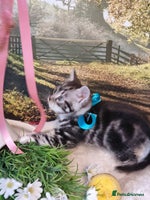 British Shorthair cats - Advert 16