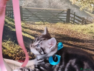 British Shorthair cats British Shorthair Tabby - Advert 6