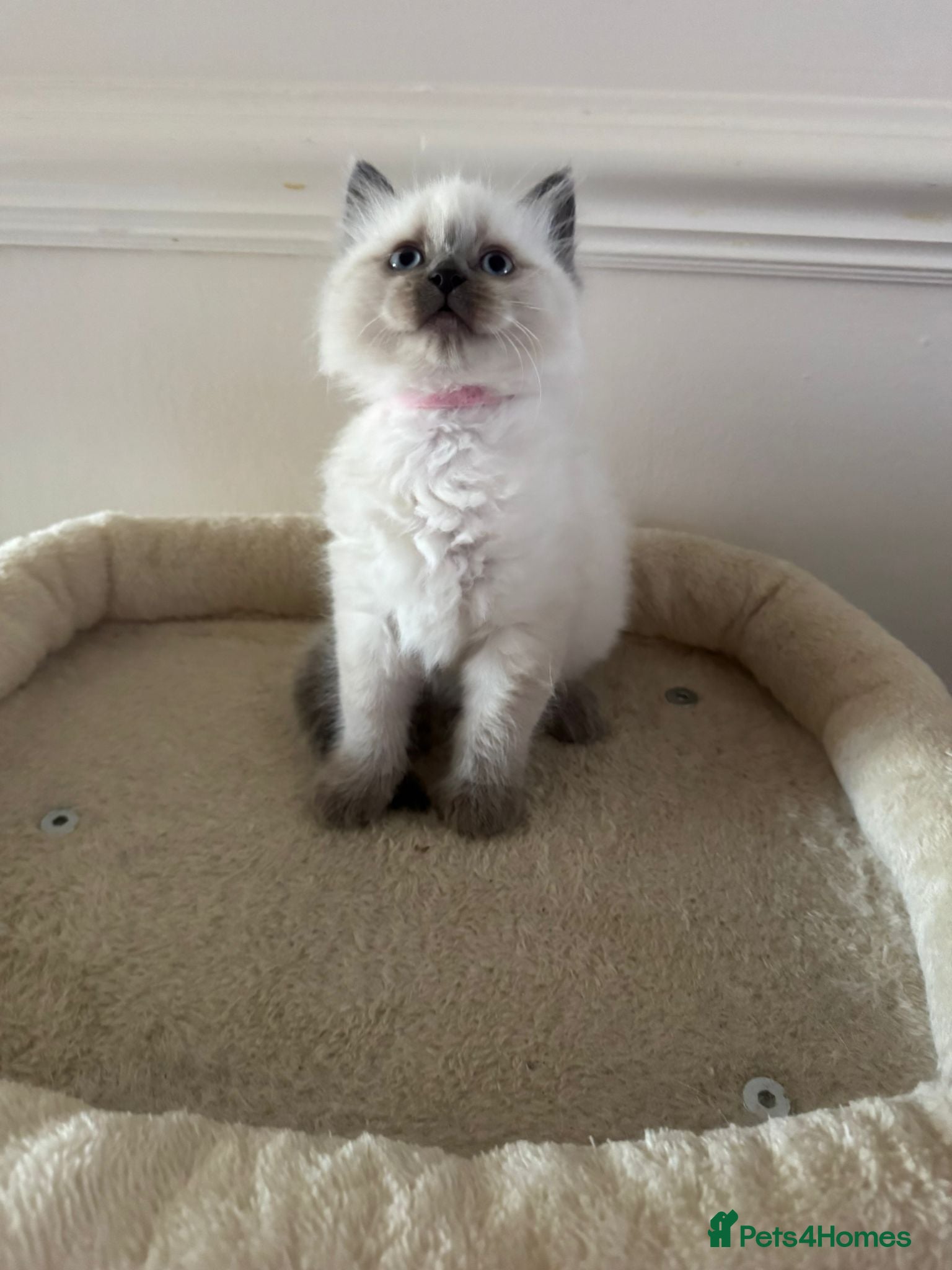 Ragdoll cats 😻4 Beautiful Purebred Ragdoll Kittens😻 - Advert 2