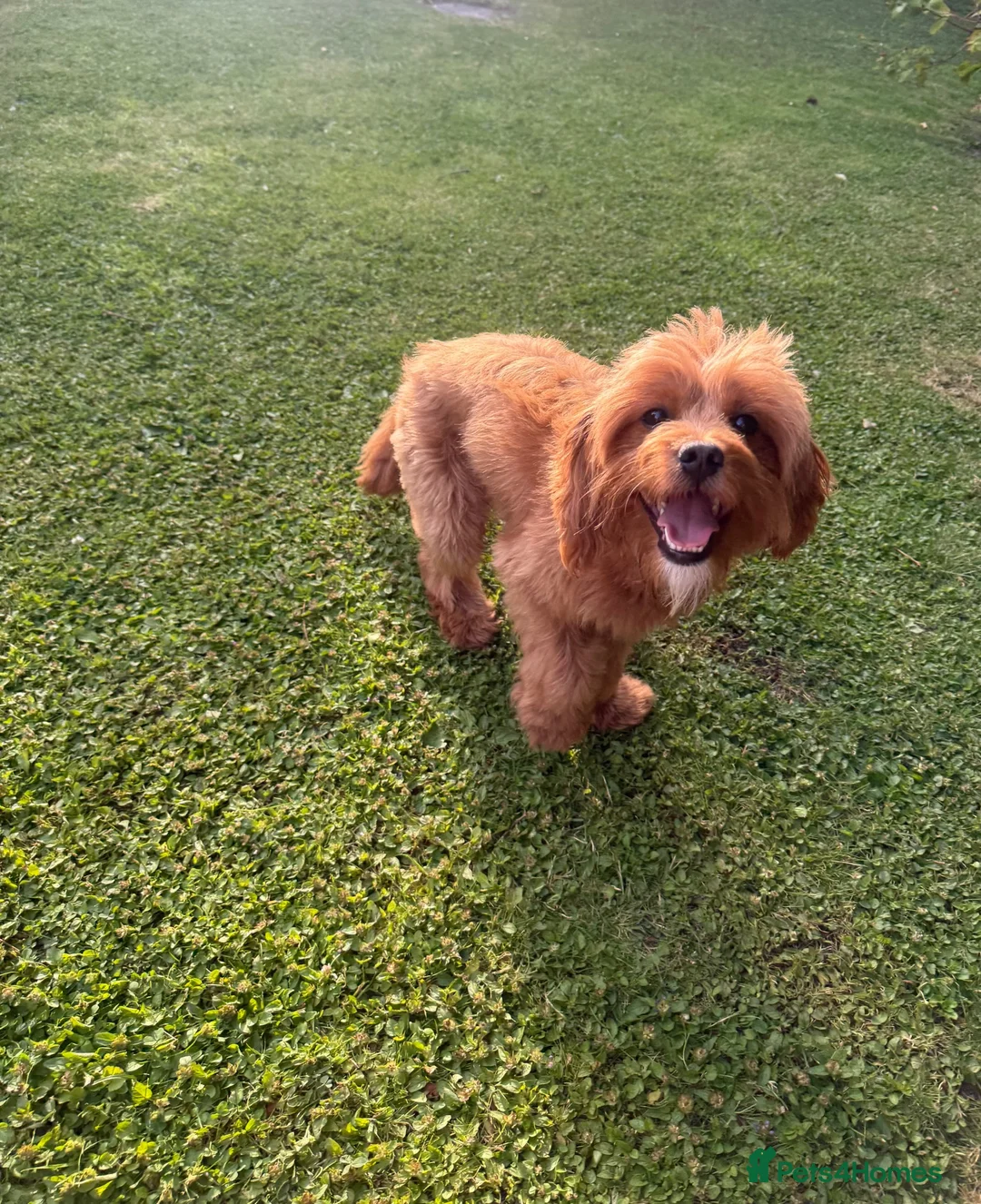 Cavapoo dogs for stud: F1 Cavapoo Proven Stud - Extensively Health Tested - Advert 2