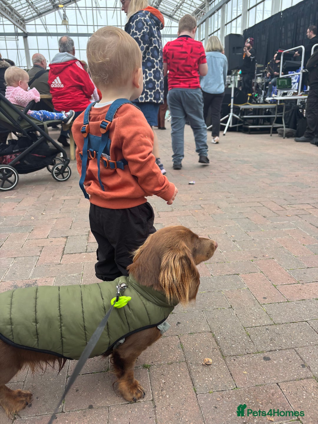 Miniature Dachshund dogs for stud: Long haired miniature dachshund stud - Advert 3