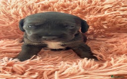 Mixed Breed dogs for sale: Gorgeous Patterdale x cocker spaniel  - Image 10