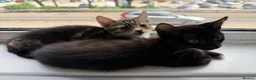 Mixed Breed cats for sale: 6 lovely kittens looking home - 🩷3 girls 🩵3 boys in Sutton-in-Ashfield - Advert 27