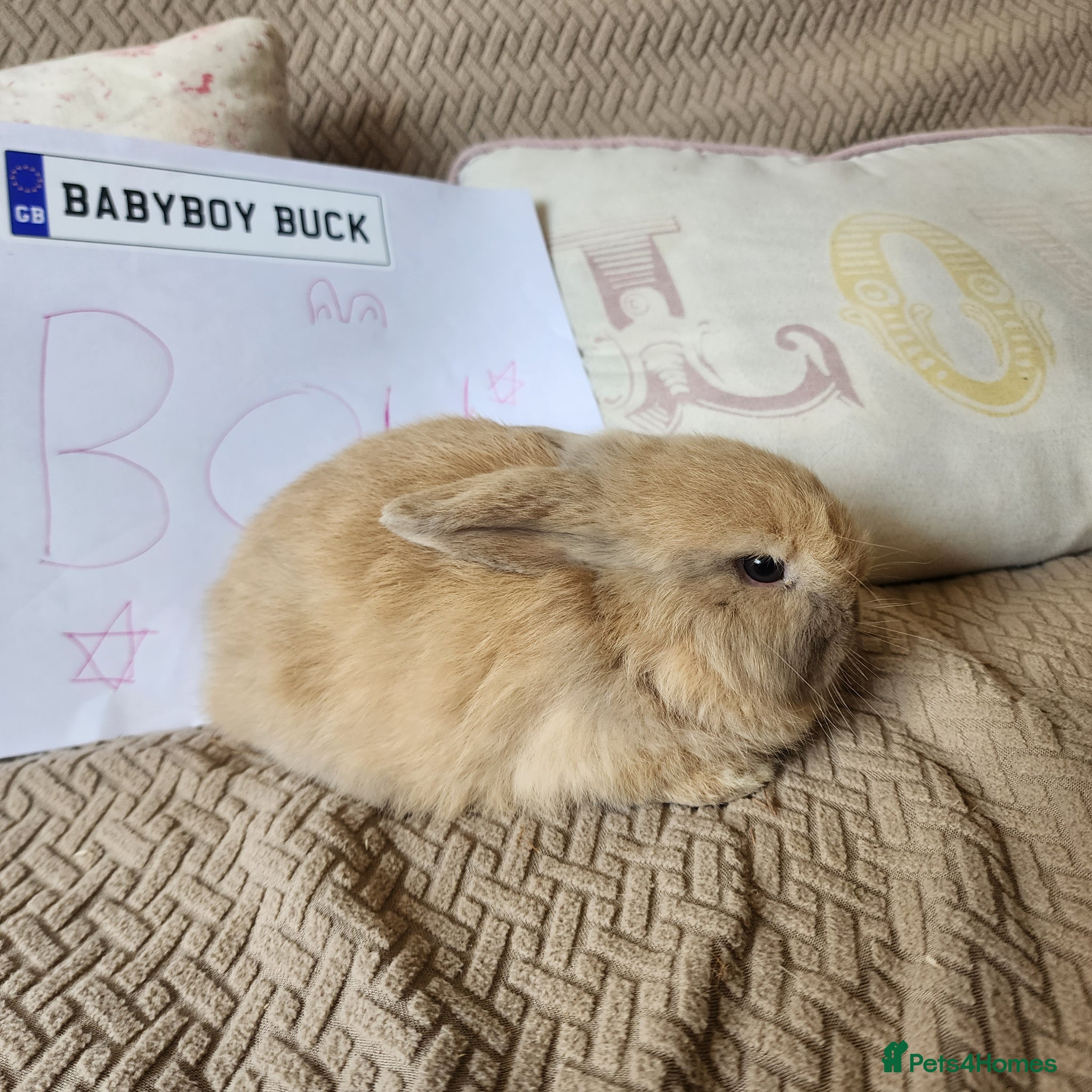 Mini Lop rabbits Stunning Mini Lops from Keeper's Mini Lops  - Advert 5