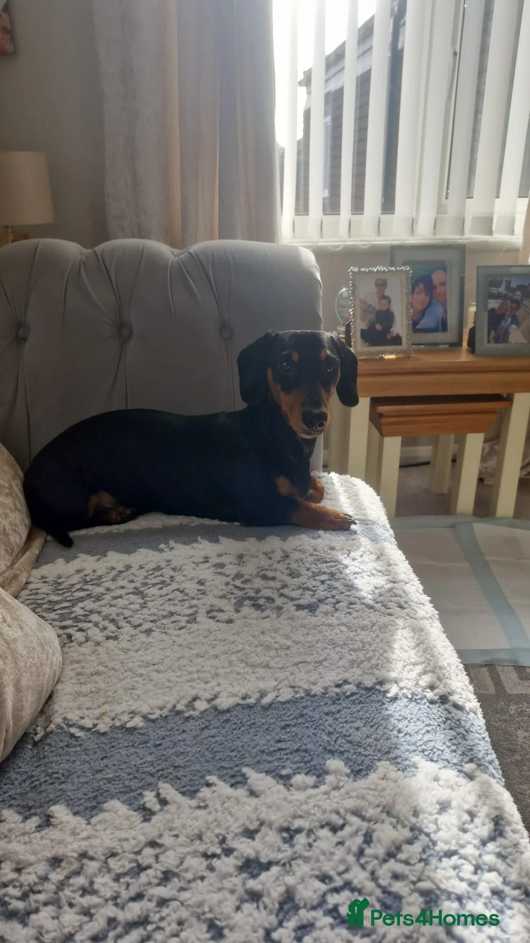 Dachshund dogs for sale: Rome the dashound  in Bordon - Advert 2