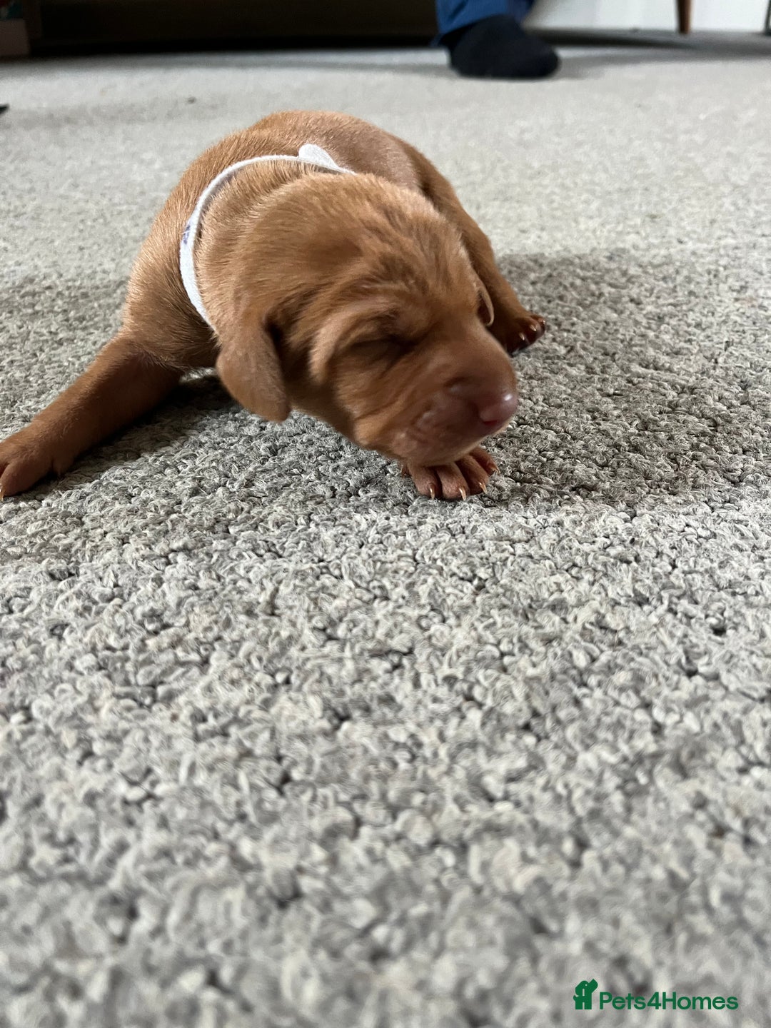 Hungarian Vizsla dogs for sale: 8 stunning Vizsla puppies  - Advert 7