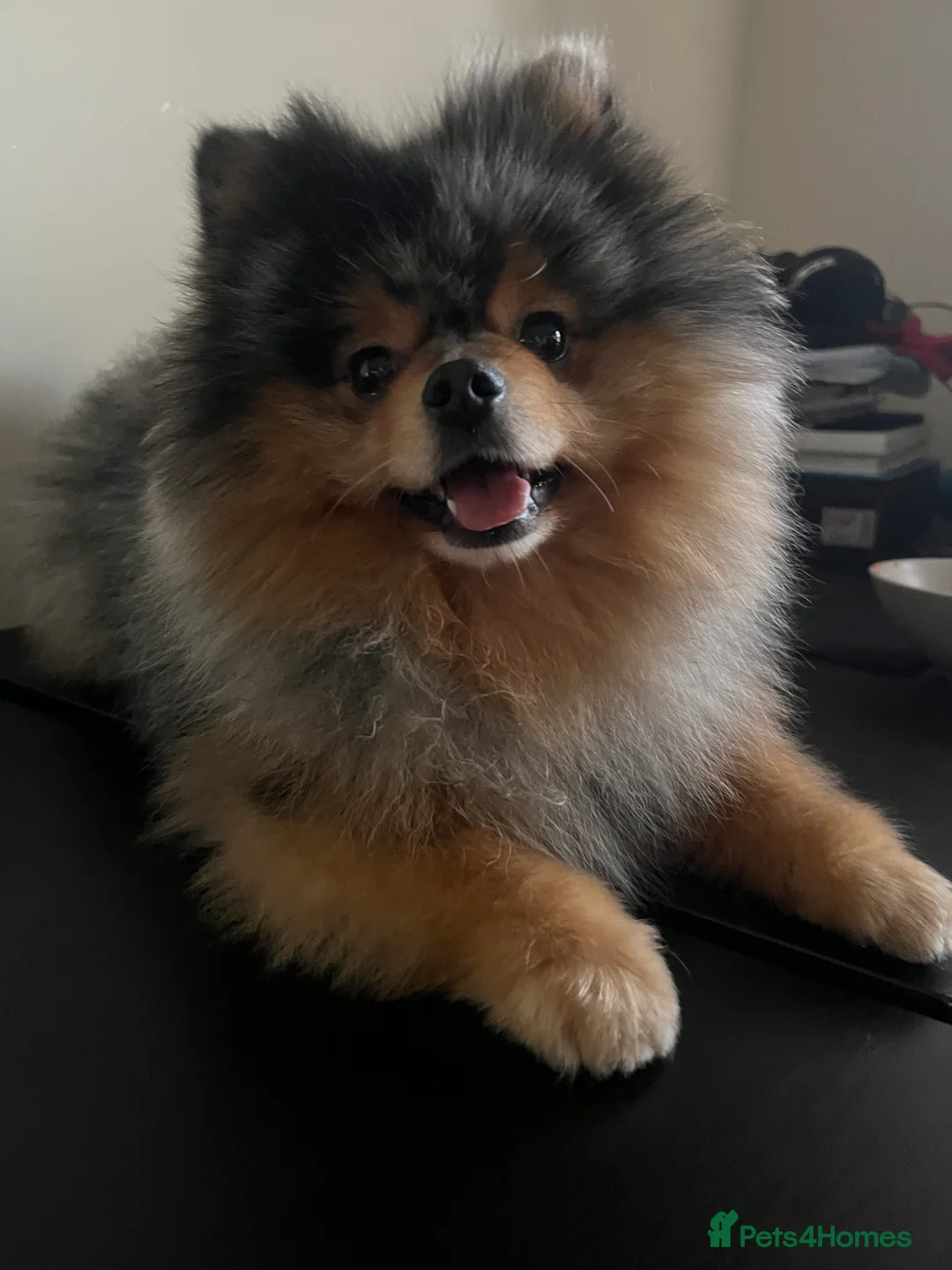 Pomeranian dogs for stud: Pomeranian for stud  in Nottingham - Advert 4