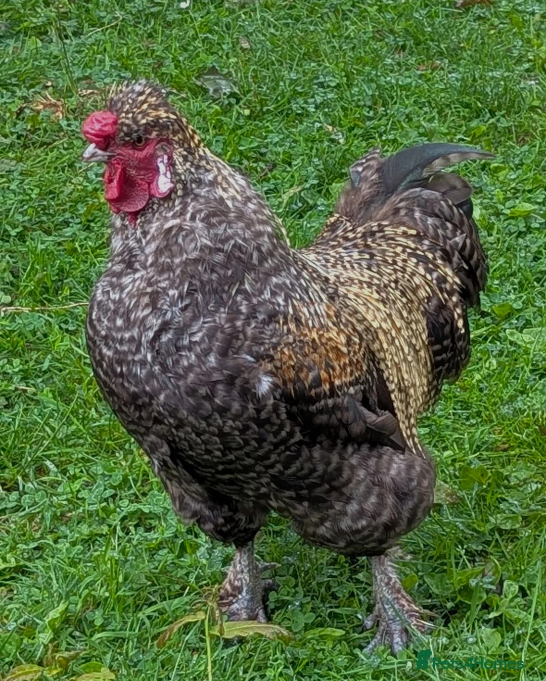 Chickens poultry for sale: Silkie Rooster in Newtownabbey - Advert 2