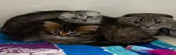 Scottish Fold cats for sale: Scottish fold and Scottish straight kittens - Advert 15