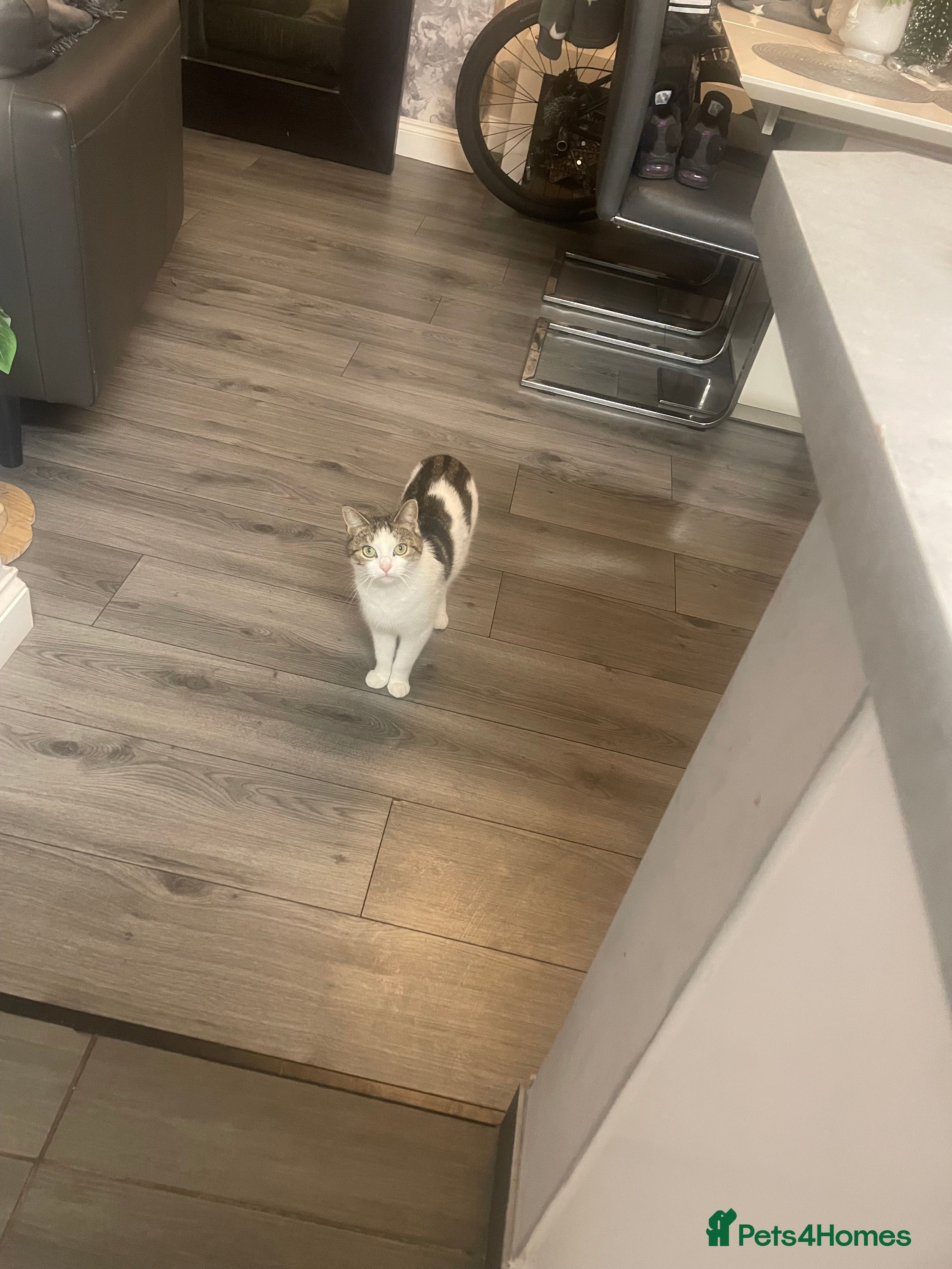 Mixed Breed cats kittens - Advert 6