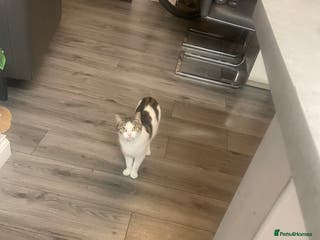 Mixed Breed cats kittens - Advert 18