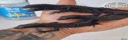 Monitor reptiles for sale: Ukcb varanus beccarii  - Advert 2