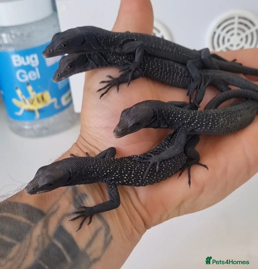 Monitor reptiles for sale: Ukcb varanus beccarii  - Advert 2