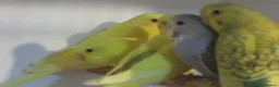 Budgerigars birds for sale: Beautiful Baby Budgies 7 Weeks Old - Advert 2