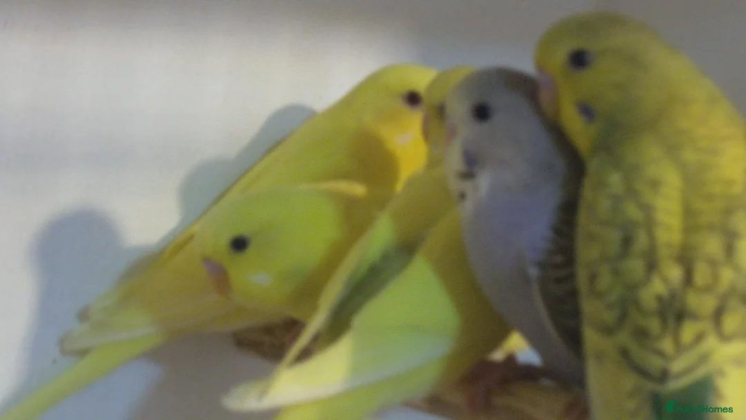 Budgerigars birds for sale: Beautiful Baby Budgies 7 Weeks Old - Advert 2