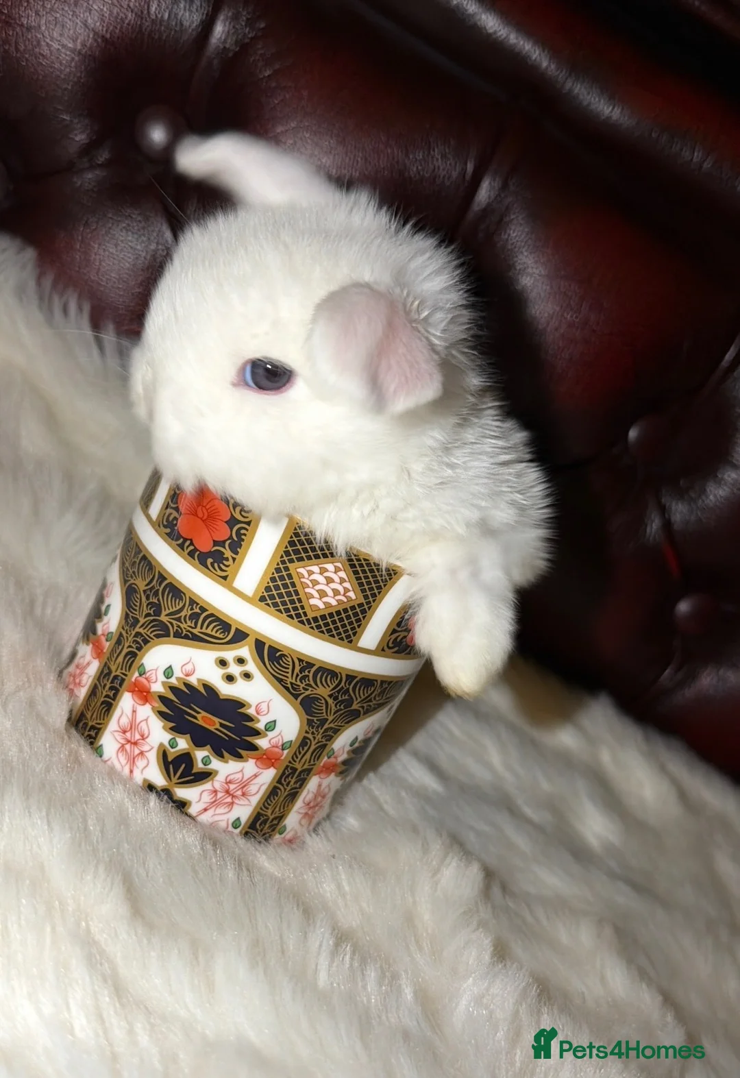 Mini Lop rabbits for sale: Pure bred quality mini plush lops RTR!!!  - Advert 2