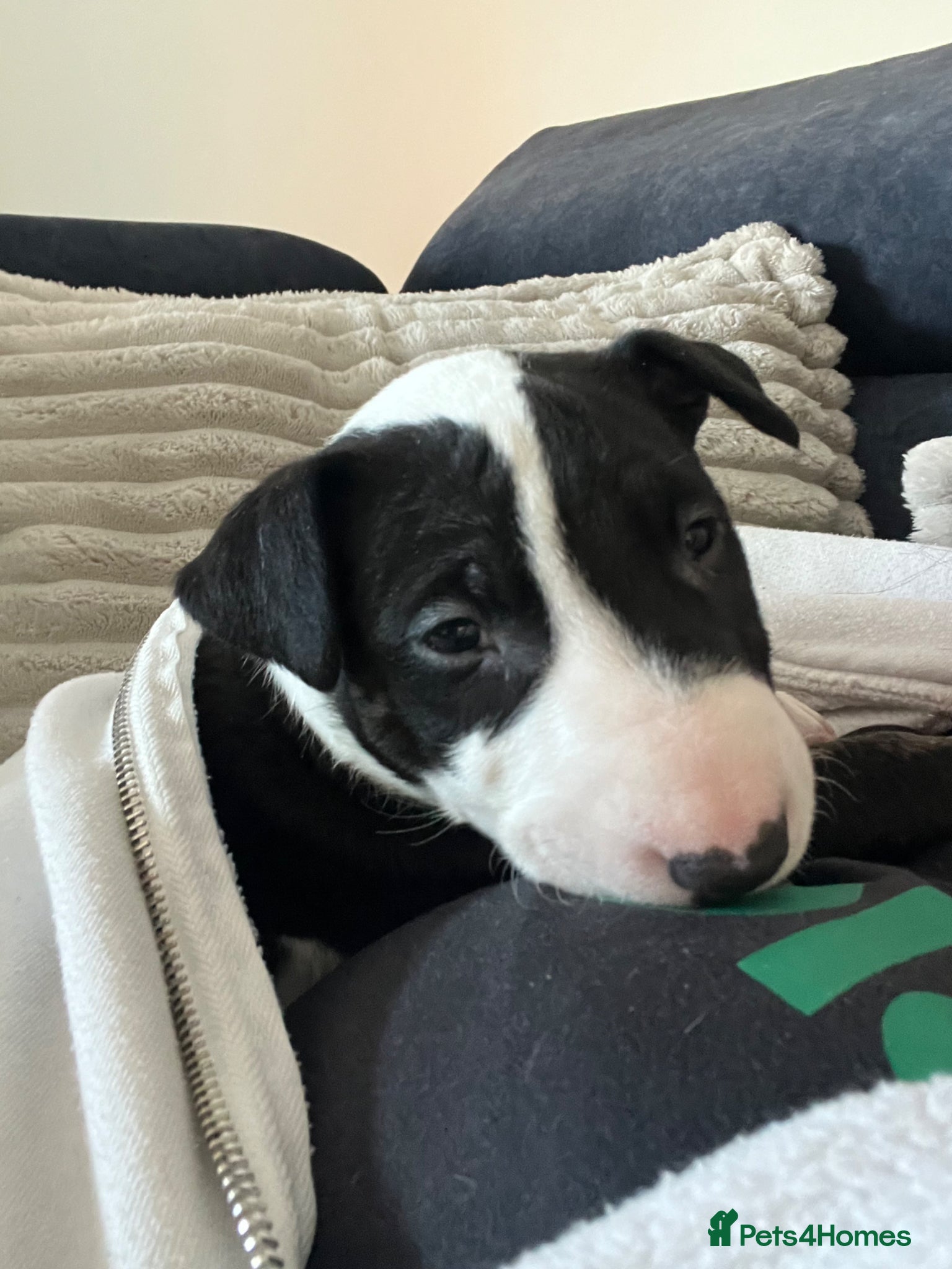 English Bull Terrier dogs KC registered English Bull Terrier Puppies - Advert 4