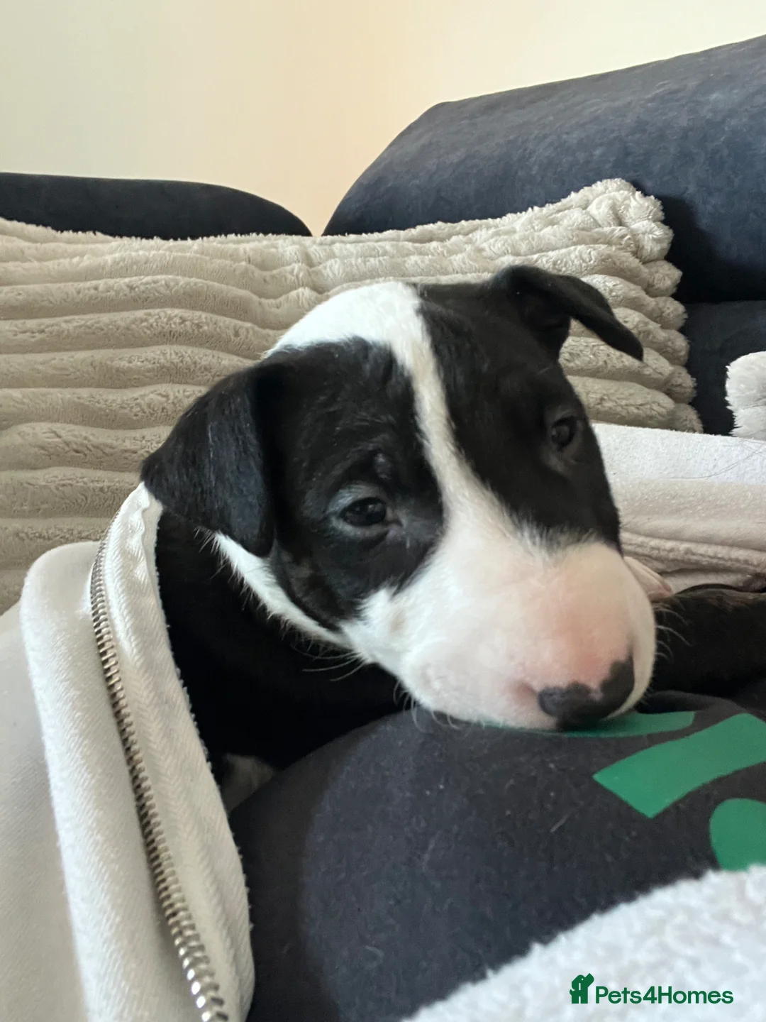 English Bull Terrier dogs for sale: KC registered English Bull Terrier Puppies - Advert 1