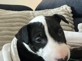 English Bull Terrier dogs KC registered English Bull Terrier Puppies - Advert 4