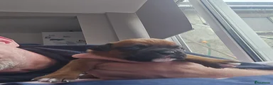 Boxer 2