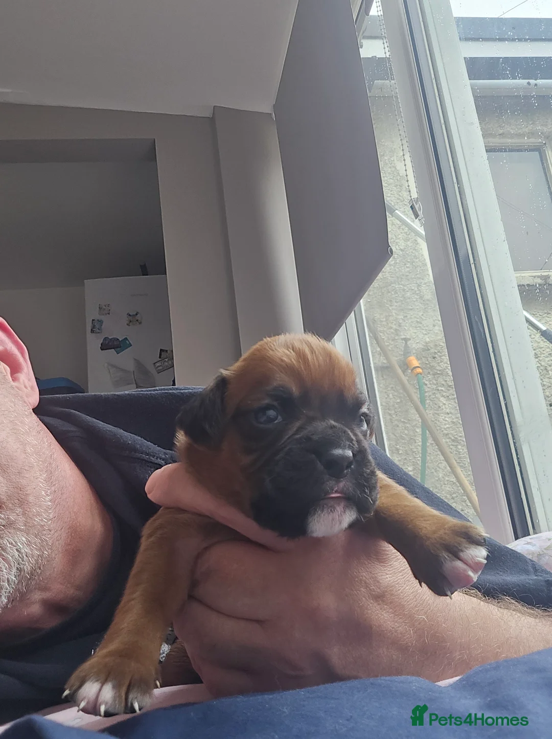 Boxer dogs for sale: 6 Gorgeous Red Boxer puppies for sale in Macclesfield - Advert 2