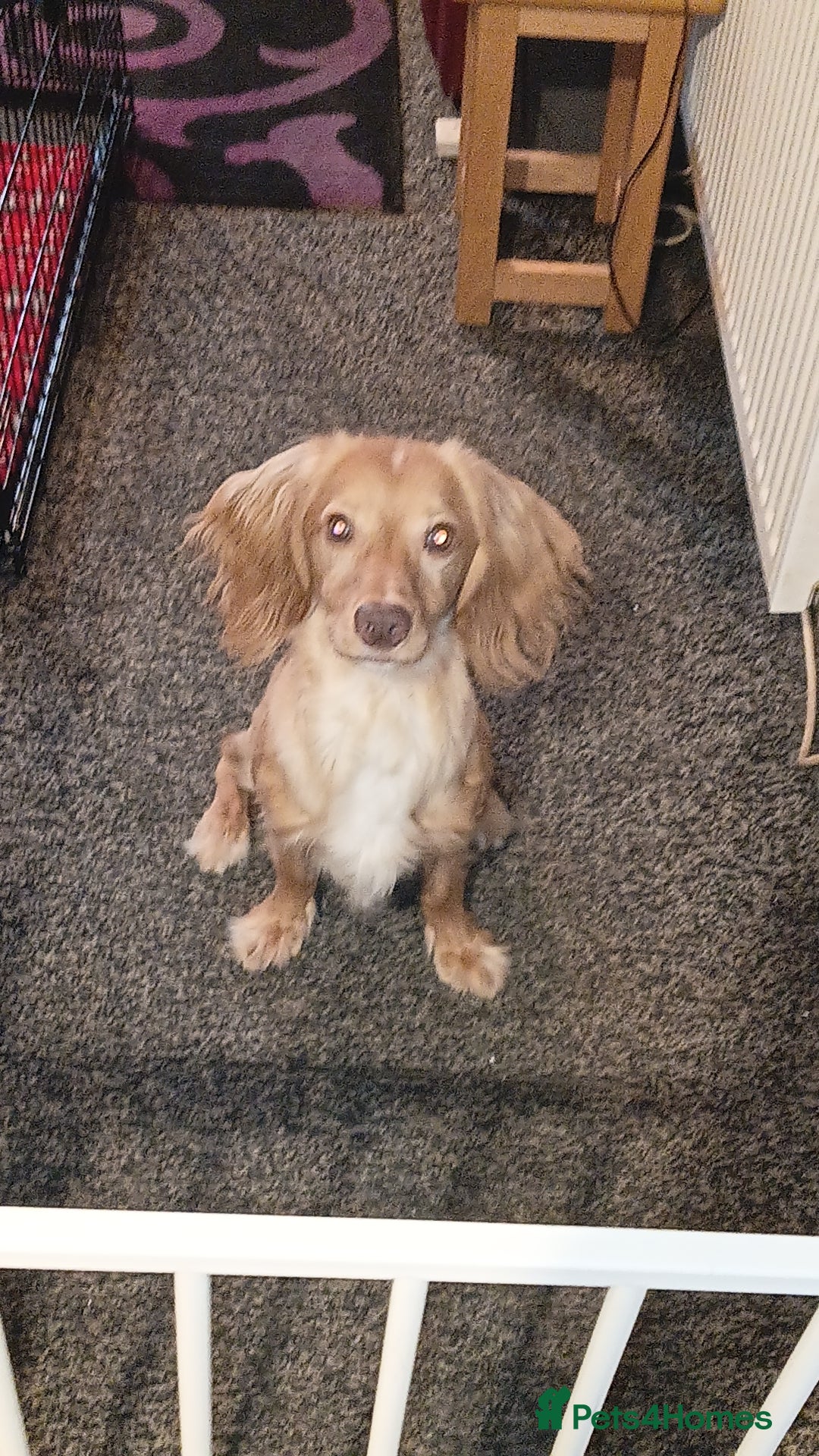 Cocker Spaniel dogs for sale: Beautiful male cocker spaniel  - Advert 2