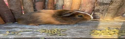 Guinea Pig rodents for sale: Abyssinian/ long-haired babies - Advert 24