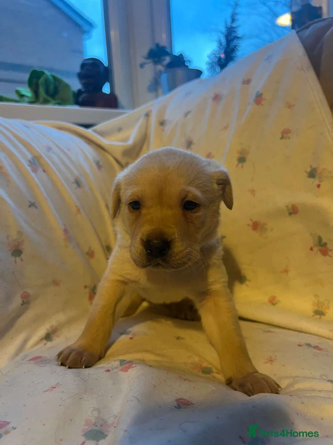 Labrador Retriever dogs for sale: KC Registered Labrador Puppies - Advert 14