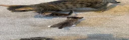 Mixed Breed cats for sale: 4 tabby kittens  in Sheffield - Advert 3
