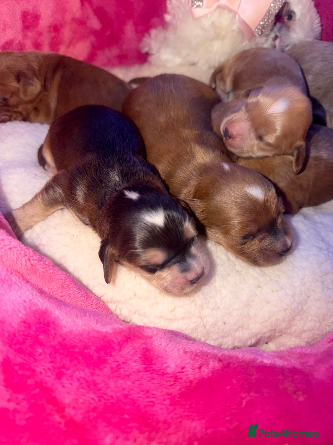 Cockapoo dogs for sale: Cockapoo pups  - Advert 6