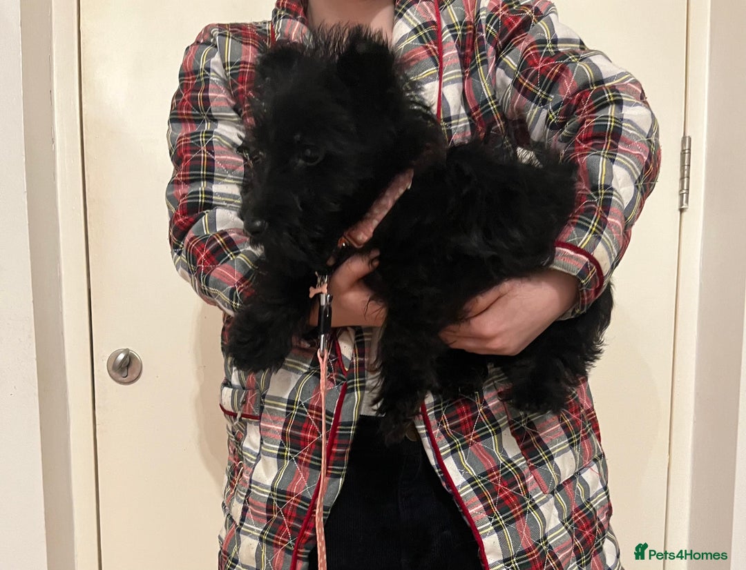 Scottish Terrier dogs for sale: Female Scottish terrier  - Advert 2