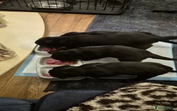 Mixed Breed dogs for sale: Beautiful sheprador puppies  - Advert 8