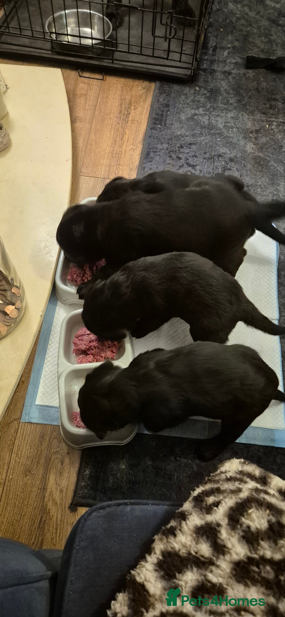 Mixed Breed dogs for sale: Beautiful sheprador puppies  - Advert 8